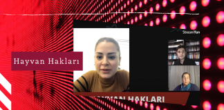 Av. Yasemin Babayiğit: Türkiye’de Hayvan Hakları Olması Gerektiği Düzeyde Değil